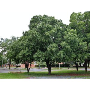 Brestovec južný (Celtis australis) - výška 380-400 cm, obvod kmeňa 14/16 cm, kont. C70L